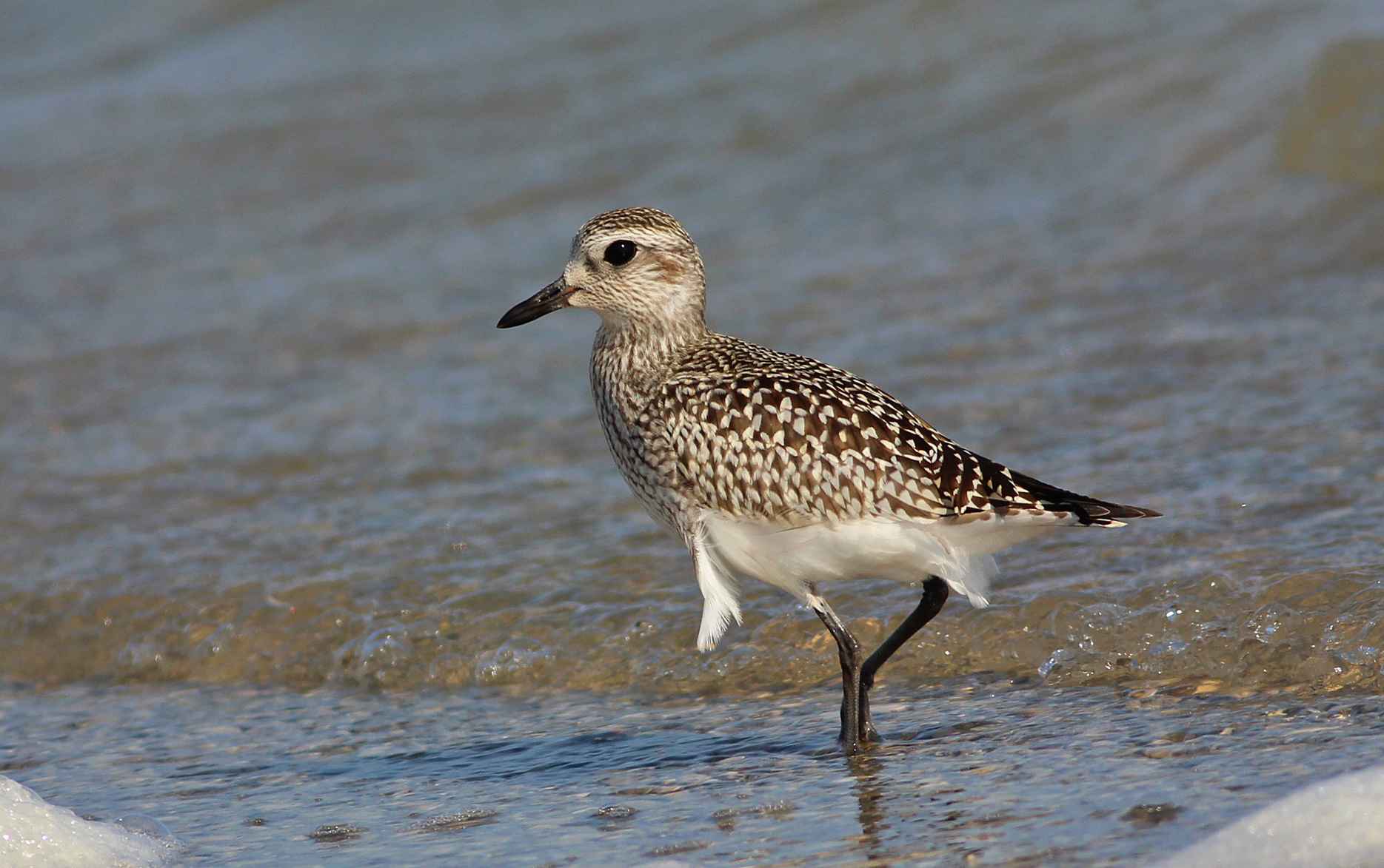 Black-bellied Plover